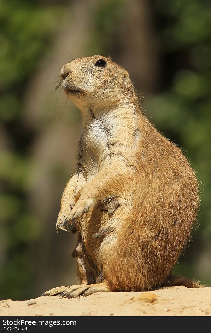 Animals: Female praire dog standing upright