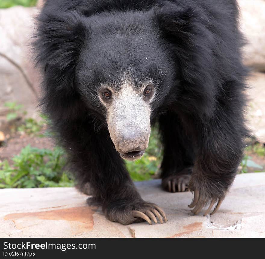 A black bear