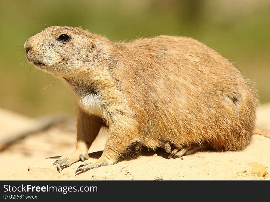 Animals: Prairie dog sitting on a sandy hill