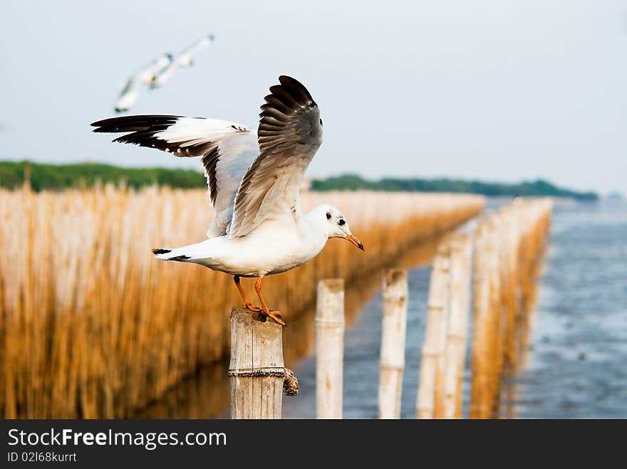 Seagull