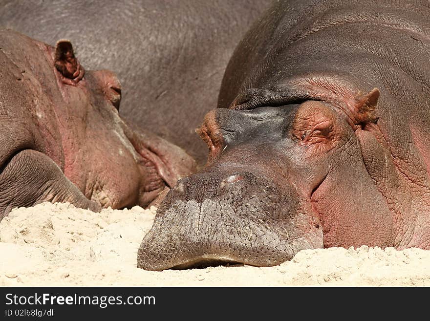 Hippo laying in the sand and sleeping