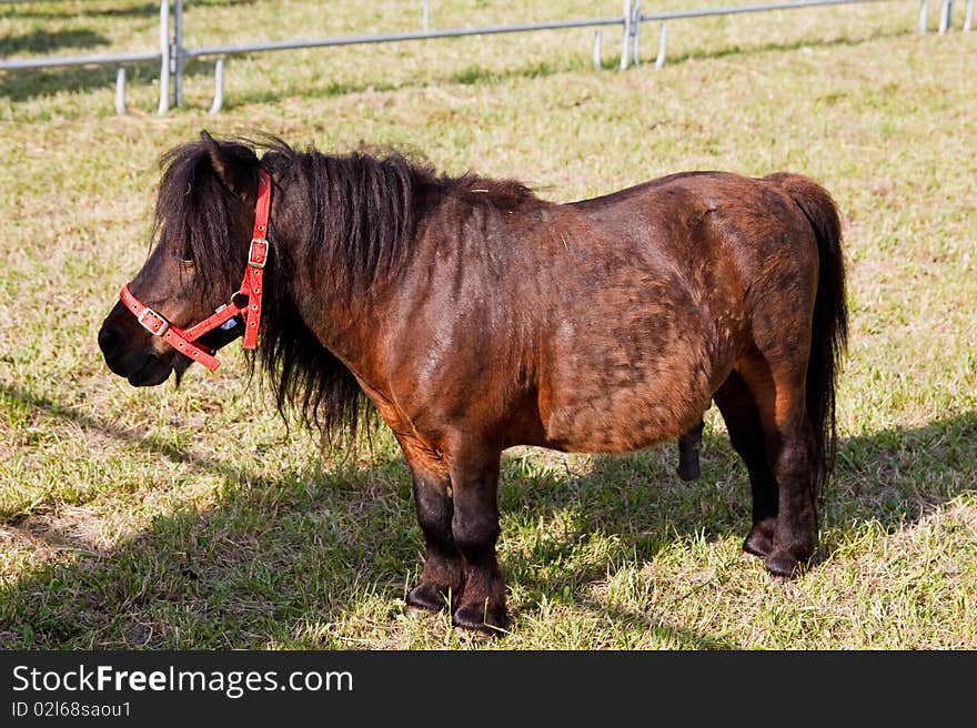 An image of mini dwarf horse in a pasture at a farm