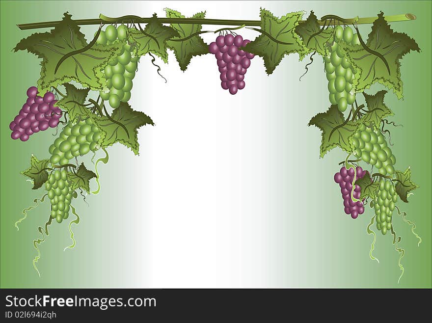 Frame with grapes at the green background. Frame with grapes at the green background.