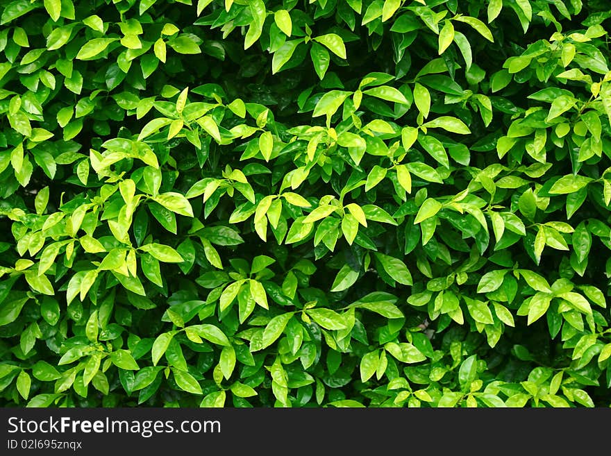 Green leaf of tree on summer