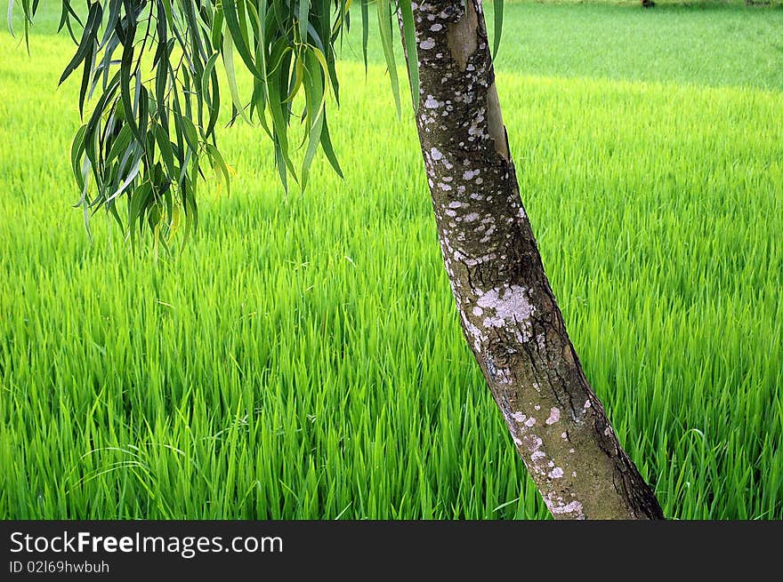 A tree behind the green paddy field of West Bengal-India. A tree behind the green paddy field of West Bengal-India.