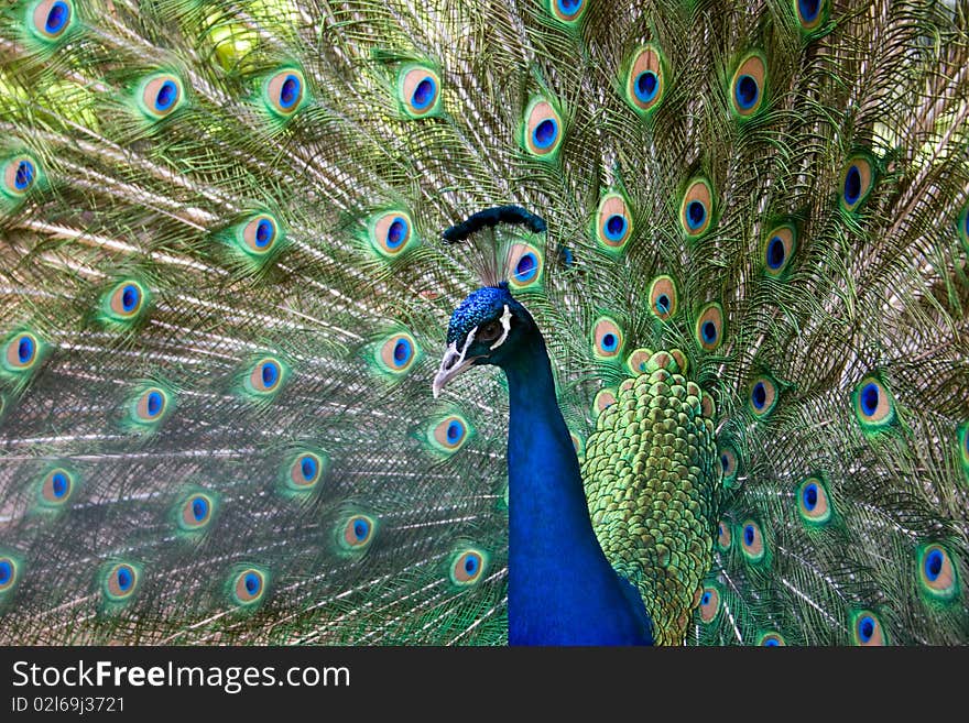 Impressive Proud Peacock