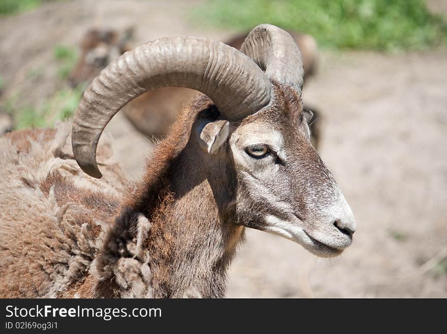 The mouflon (Ovis aries orientalis group) is a subspecies group of the wild sheep Ovis aries