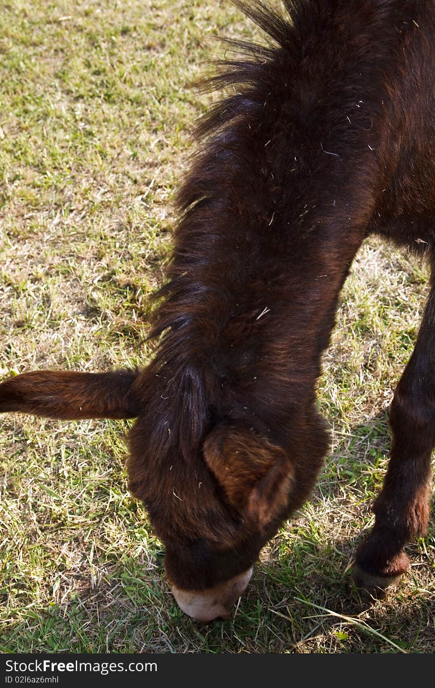 Little donkey grazing in the grass