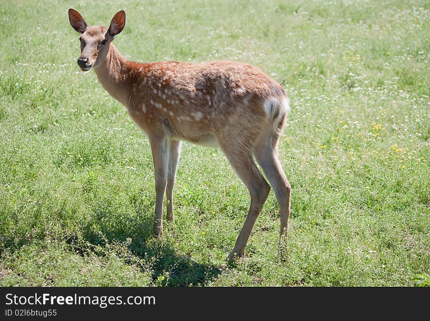 Dappled deer pricket in a open-air cage in a zoo