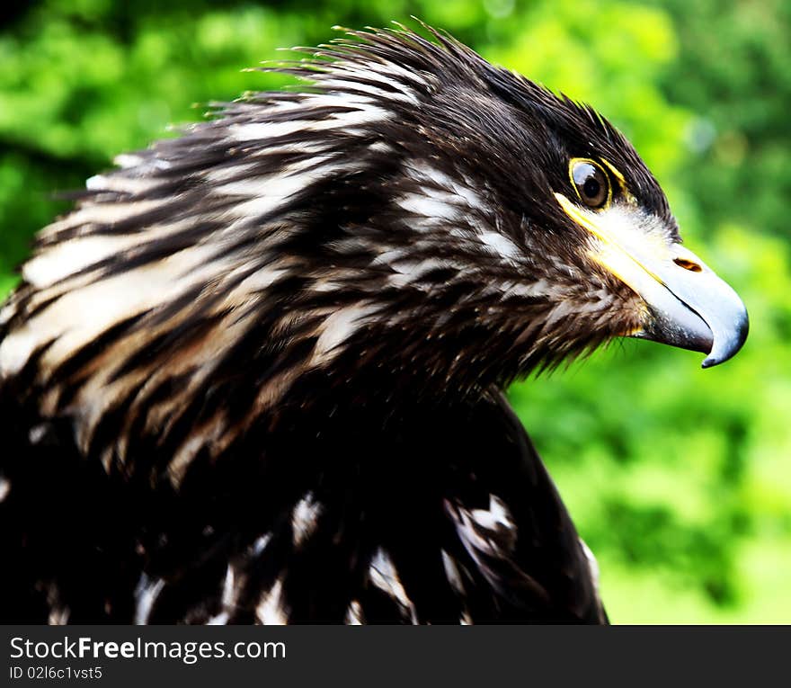 Portrait of an eagle in a professional fur-tree