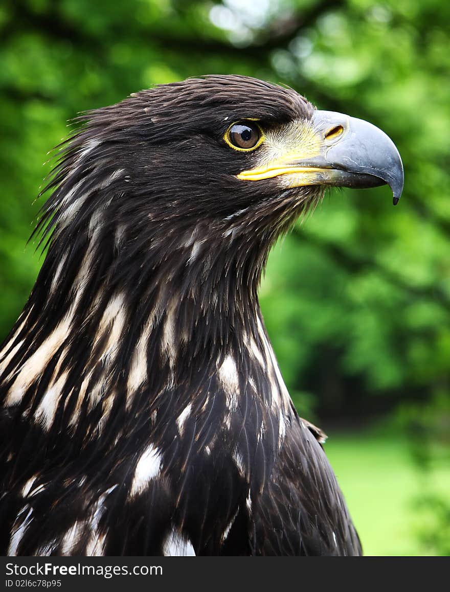 Portrait of an eagle in a professional fur-tree