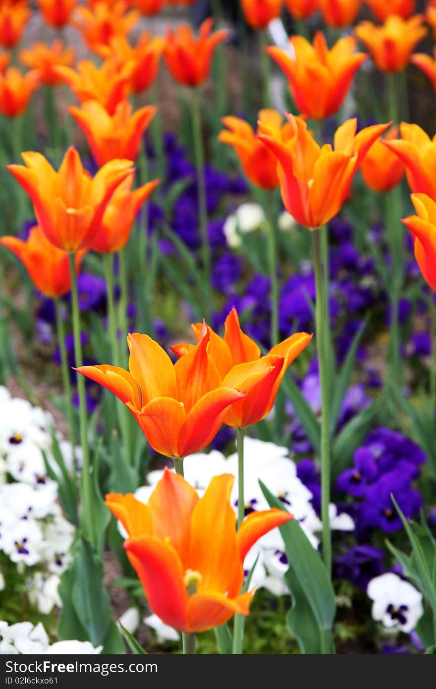 A photo of a field of orange tulips.