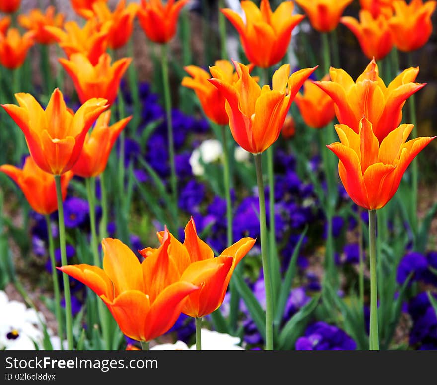 A photo of a field of orange tulips.