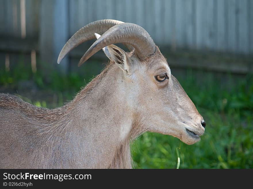 The Barbary Sheep (Ammotragus lervia)