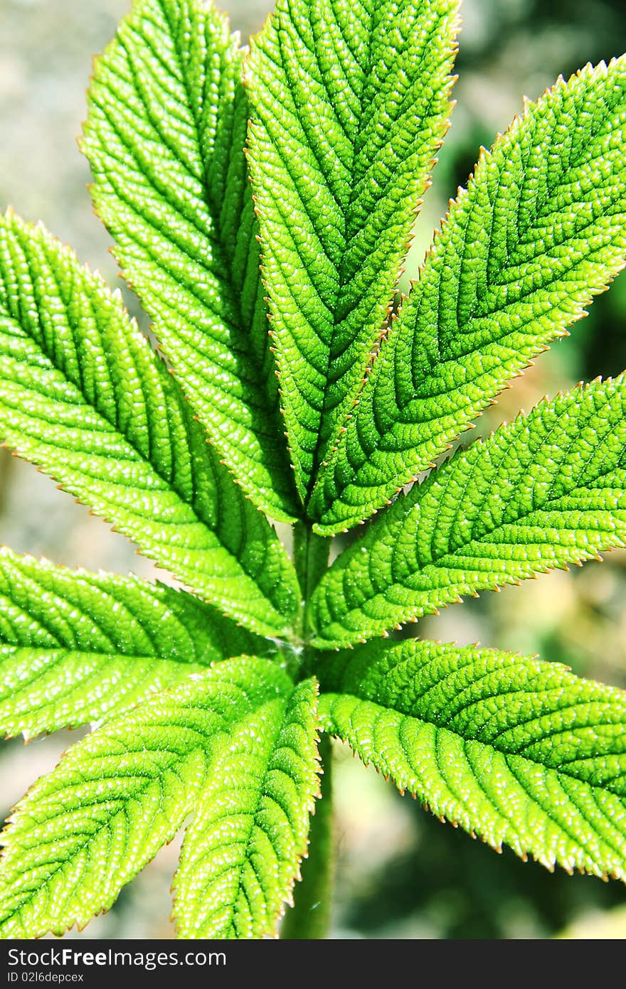 Leaf of a plant close up. Leaf of a plant close up