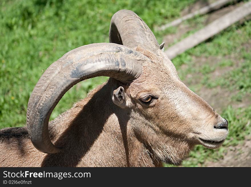 Barbary Sheep