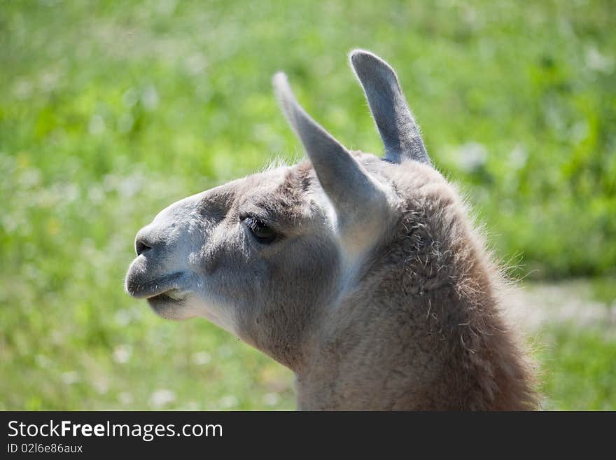 Lama in front of green foliage. Lama in front of green foliage