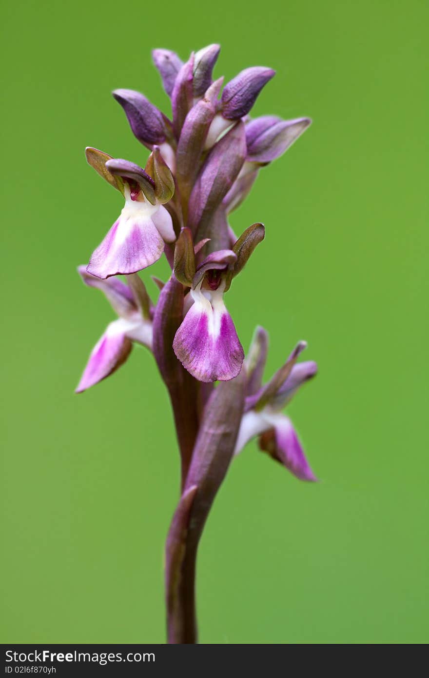 Fan-lipped Orchid