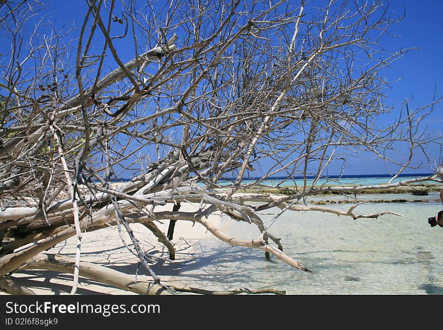 Asia,Maldive, landscapes unmanned atoll, with mangrove dry. Asia,Maldive, landscapes unmanned atoll, with mangrove dry