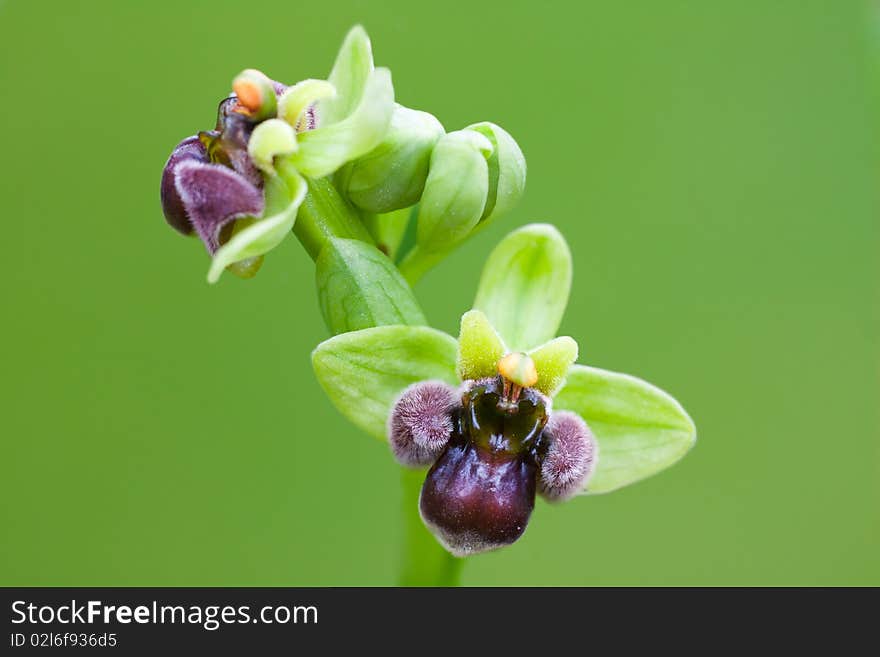 Bumblebee Orchid