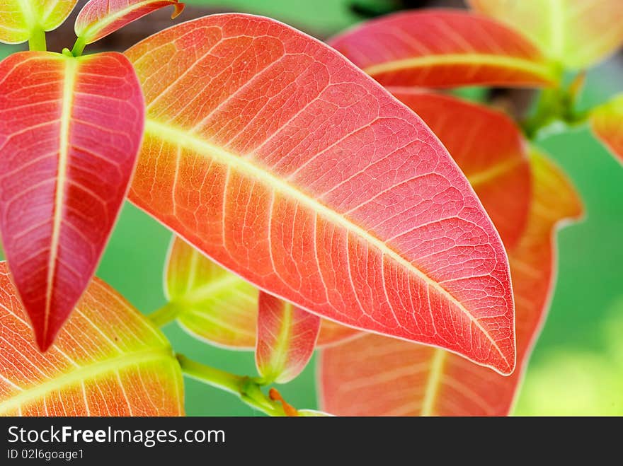 Red leaf in the garden