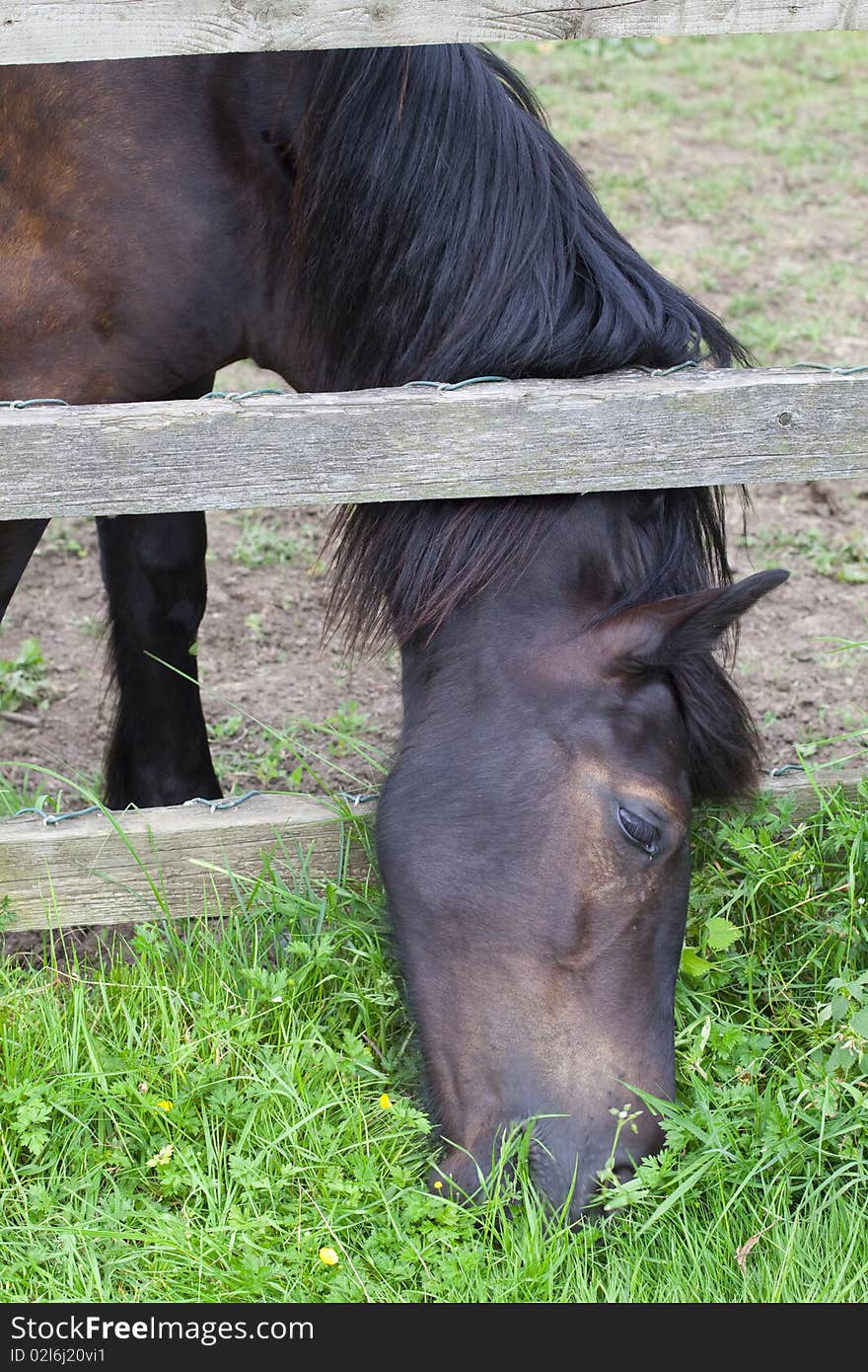 Chestnut horse reaching through a fence to get to the long grass. Chestnut horse reaching through a fence to get to the long grass.