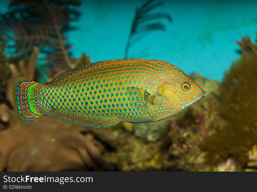 Dusky Wrasse (Halichoeres marginitus) in Aquarium. Dusky Wrasse (Halichoeres marginitus) in Aquarium