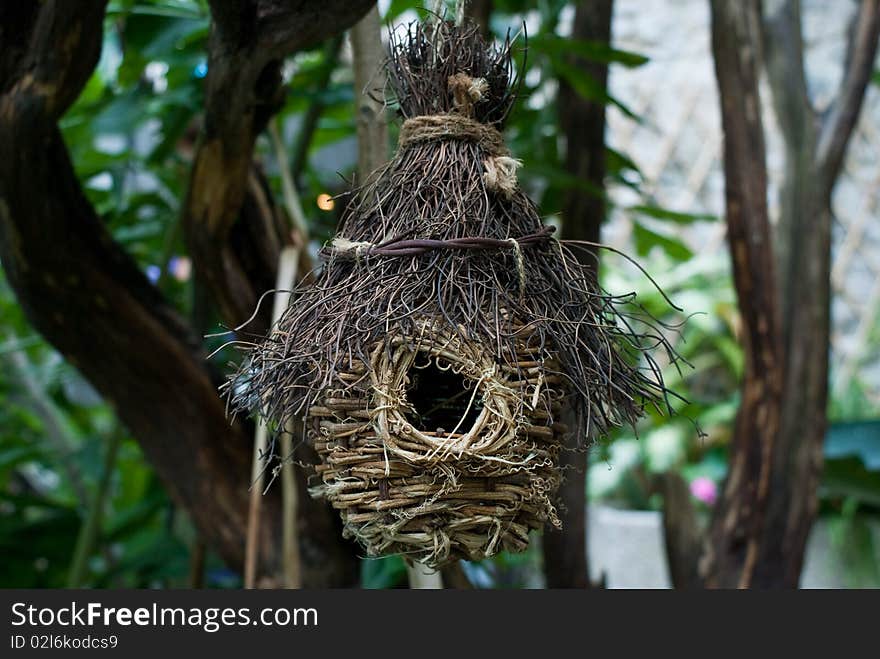 Bird Nests