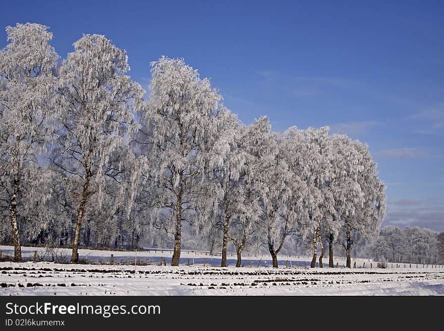 Birches on a field in winter, Germany