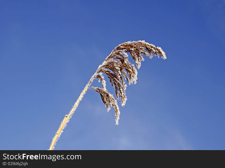 Common reed in winter, Germany