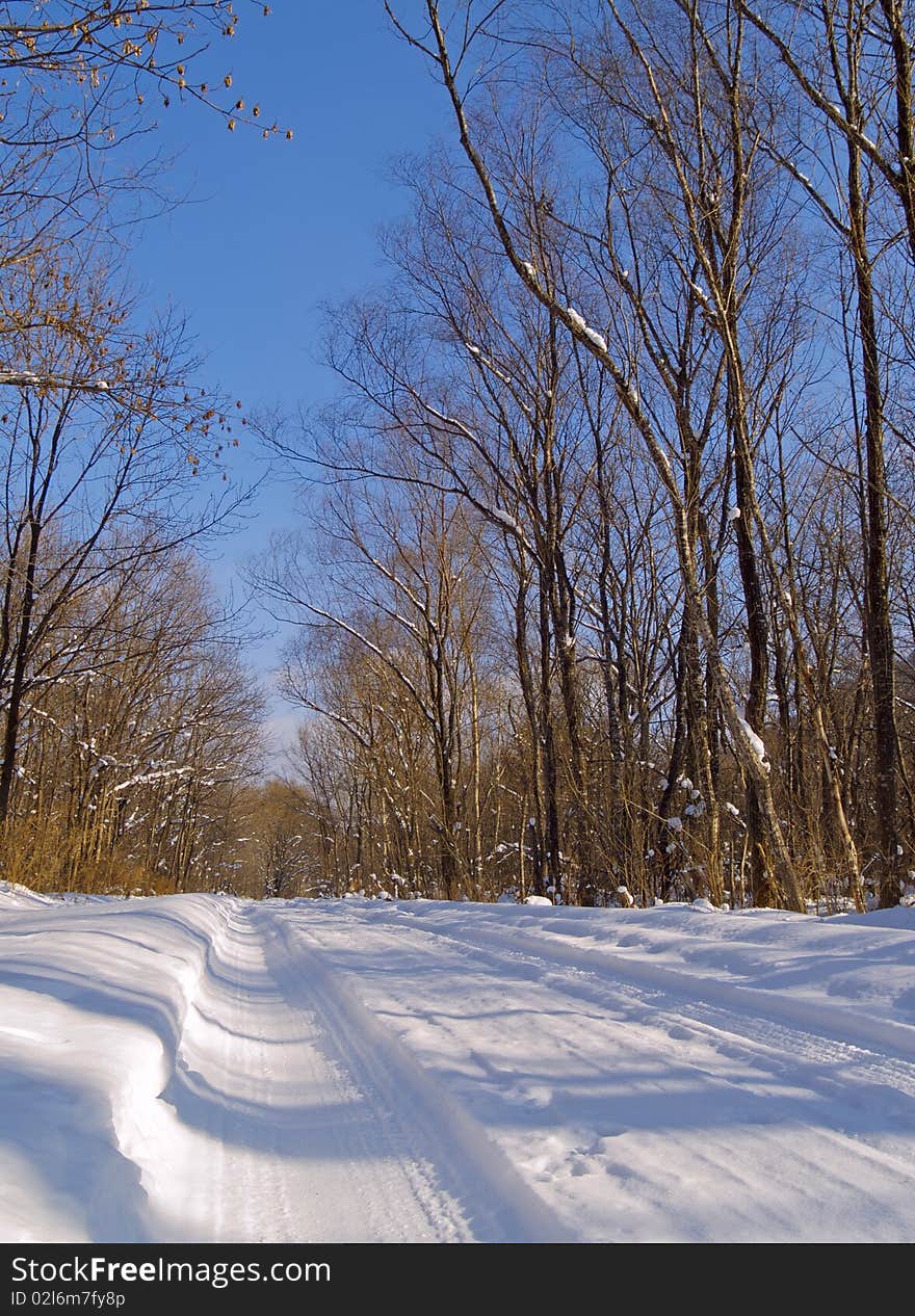 Wood road in the winter