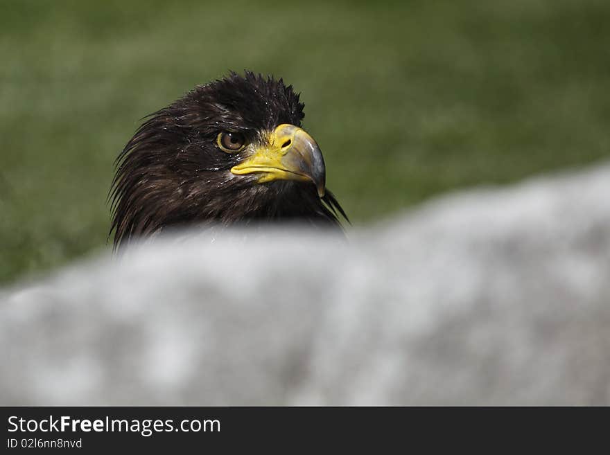 Detail of white-tailed eagle (Haliaeetus albicilla) hidden over the sheet.