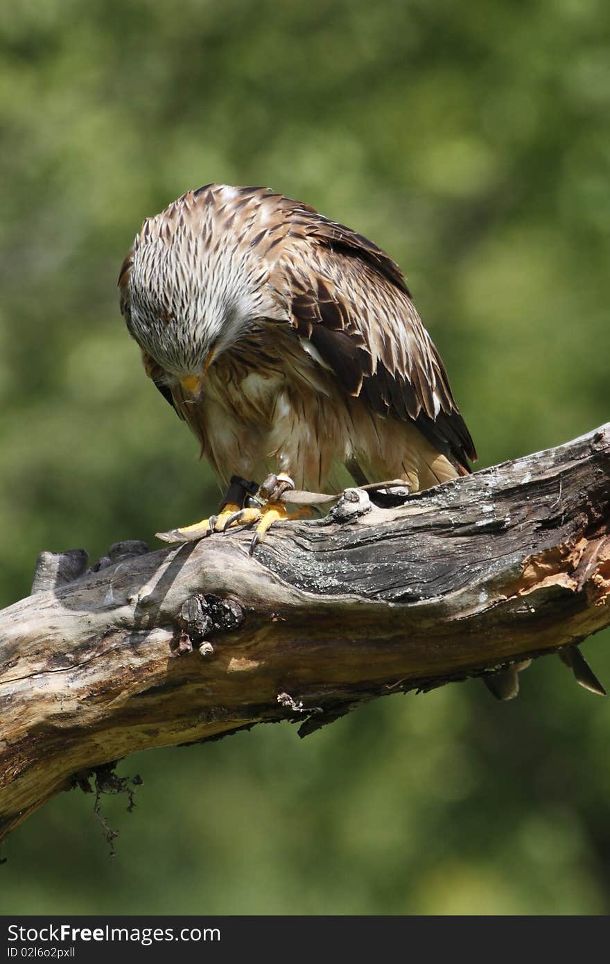 Red Kite