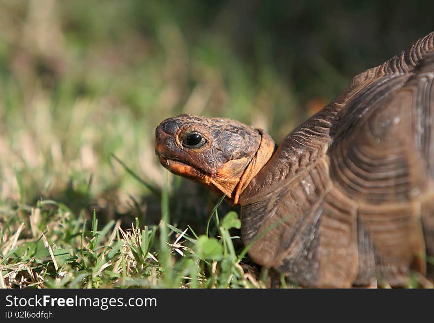 Angulate or Bowsprit tortoise portrait with green grass