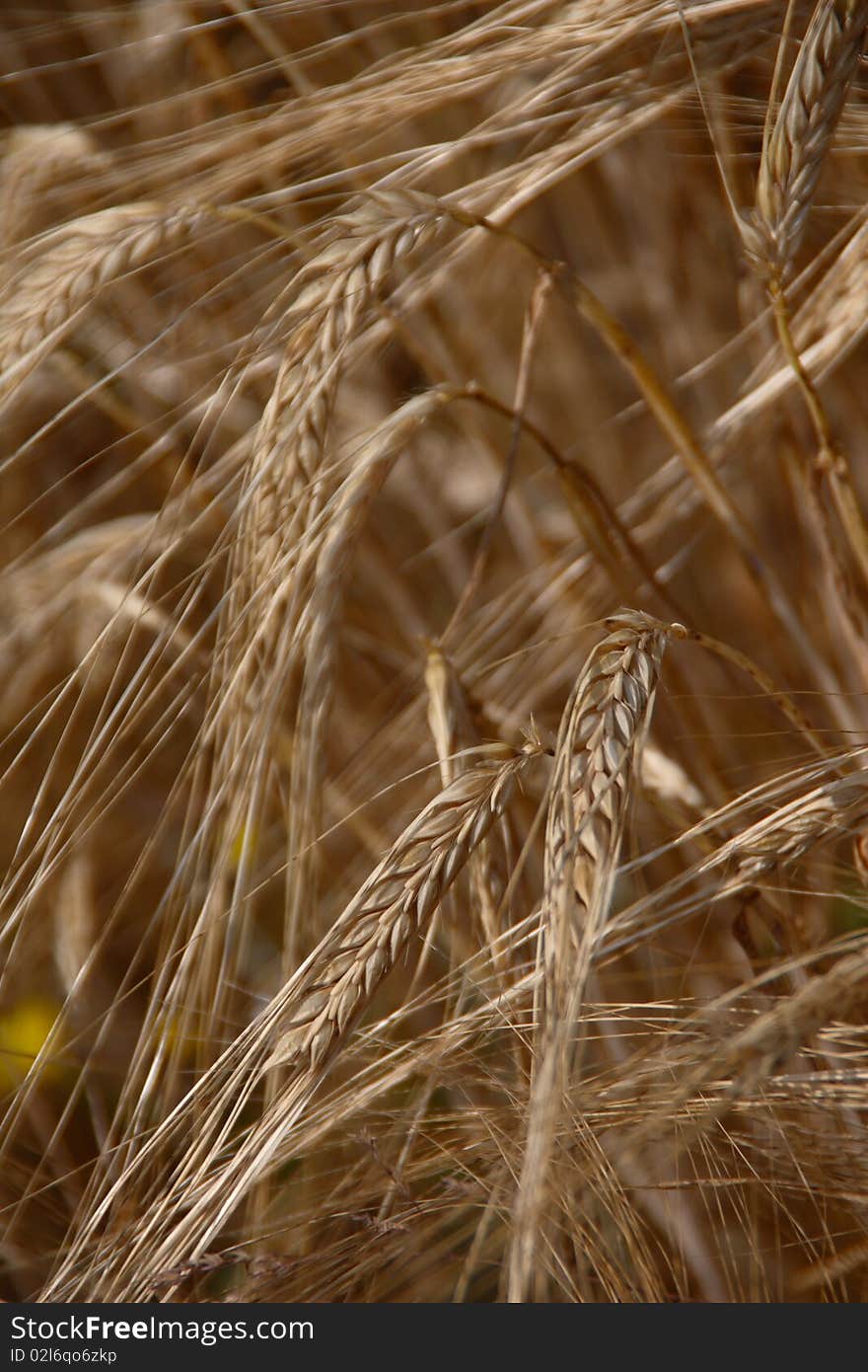 Corn in agriculture