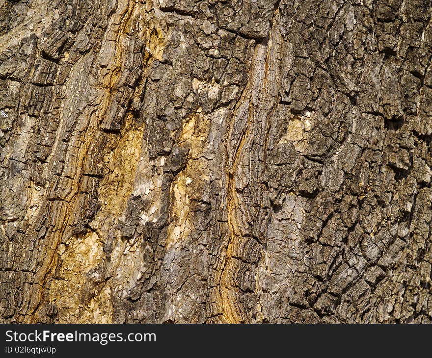 Background from a bark of an old tree