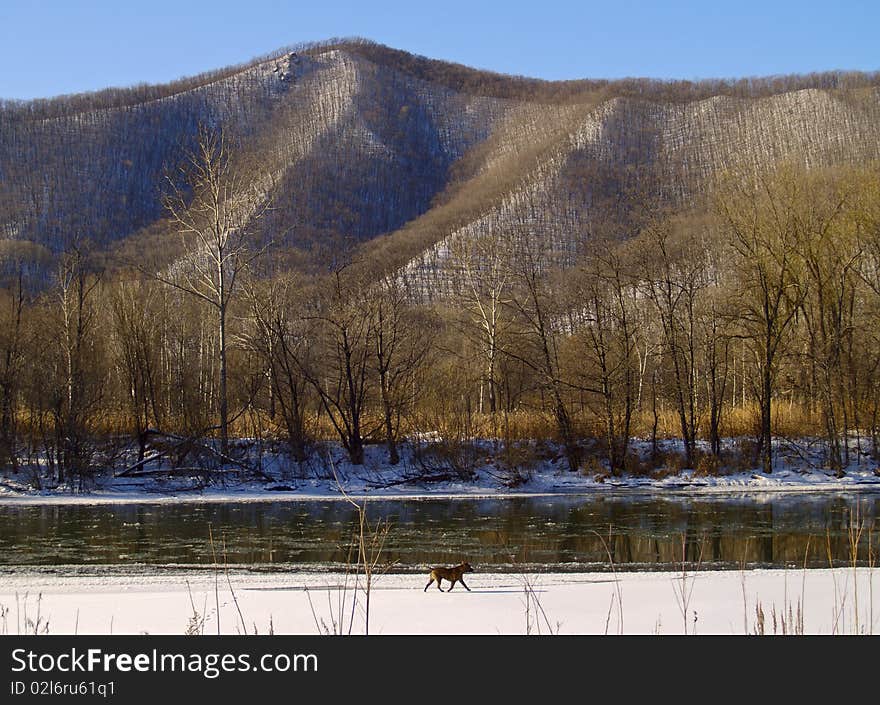 Landscape with a dog on the bank of winter river