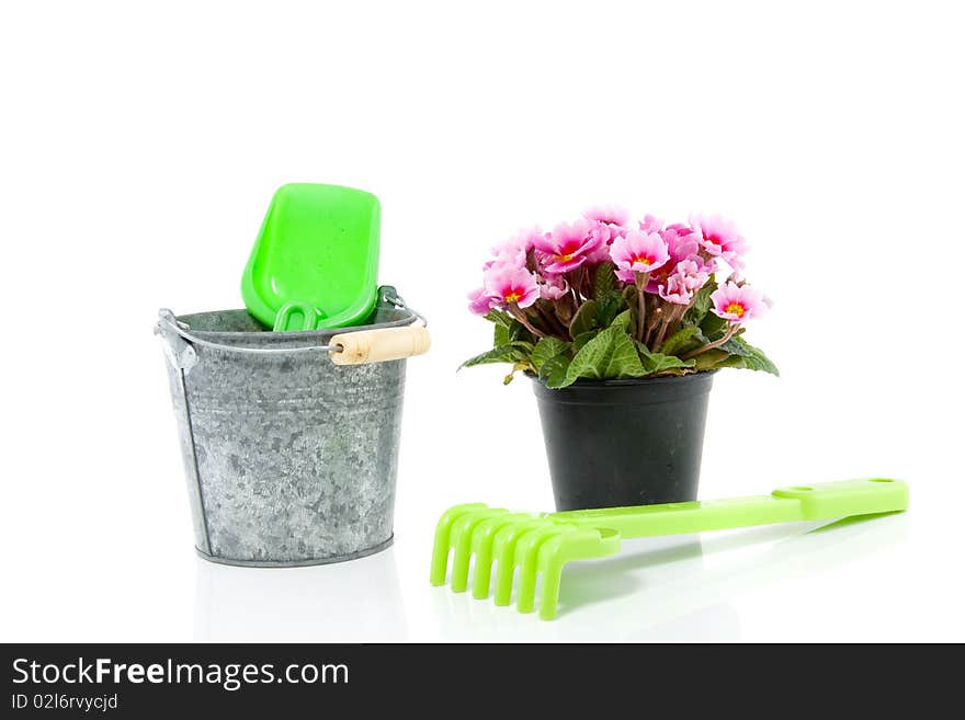 A pink primula and a bucket with garden tools isolated over white