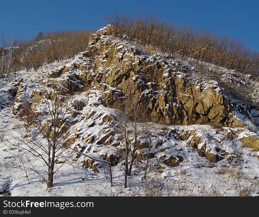 Bush on rocks