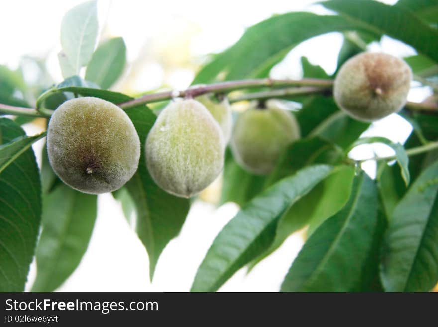 Green walnuts on tree over white