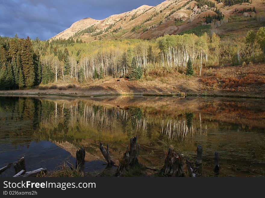 Beaver Pond Reflection