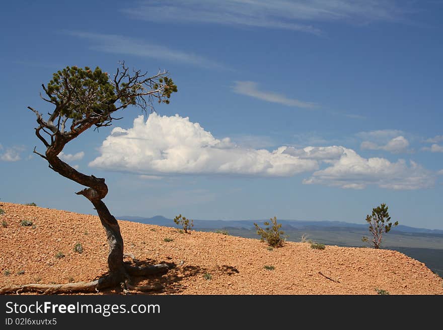 A tough Bristlecone Pine in Red Canyon in the Dixie National Forest in Utah. A tough Bristlecone Pine in Red Canyon in the Dixie National Forest in Utah