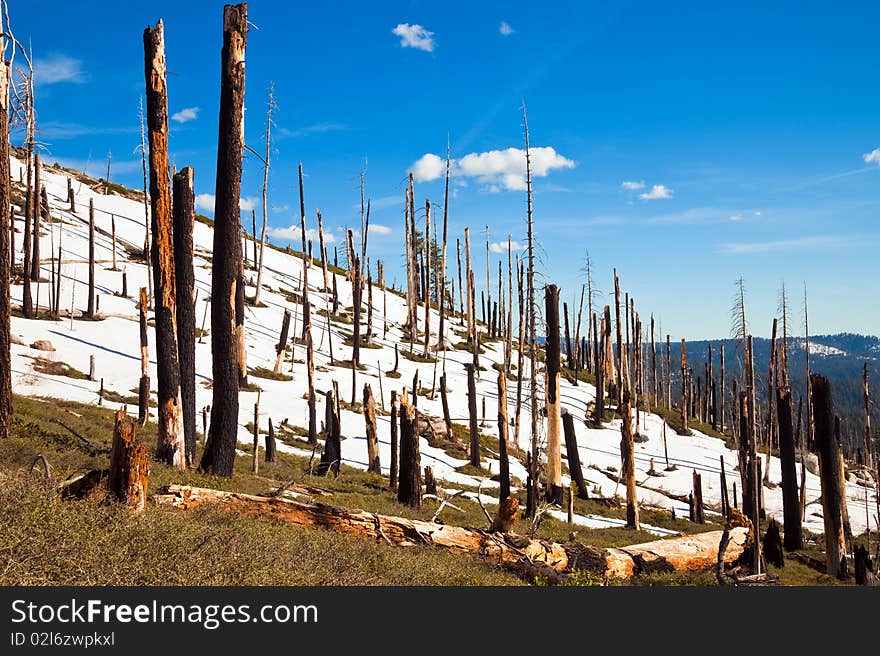 Burned trees at Smith Peak in Yosemite National Park, California. Burned trees at Smith Peak in Yosemite National Park, California.