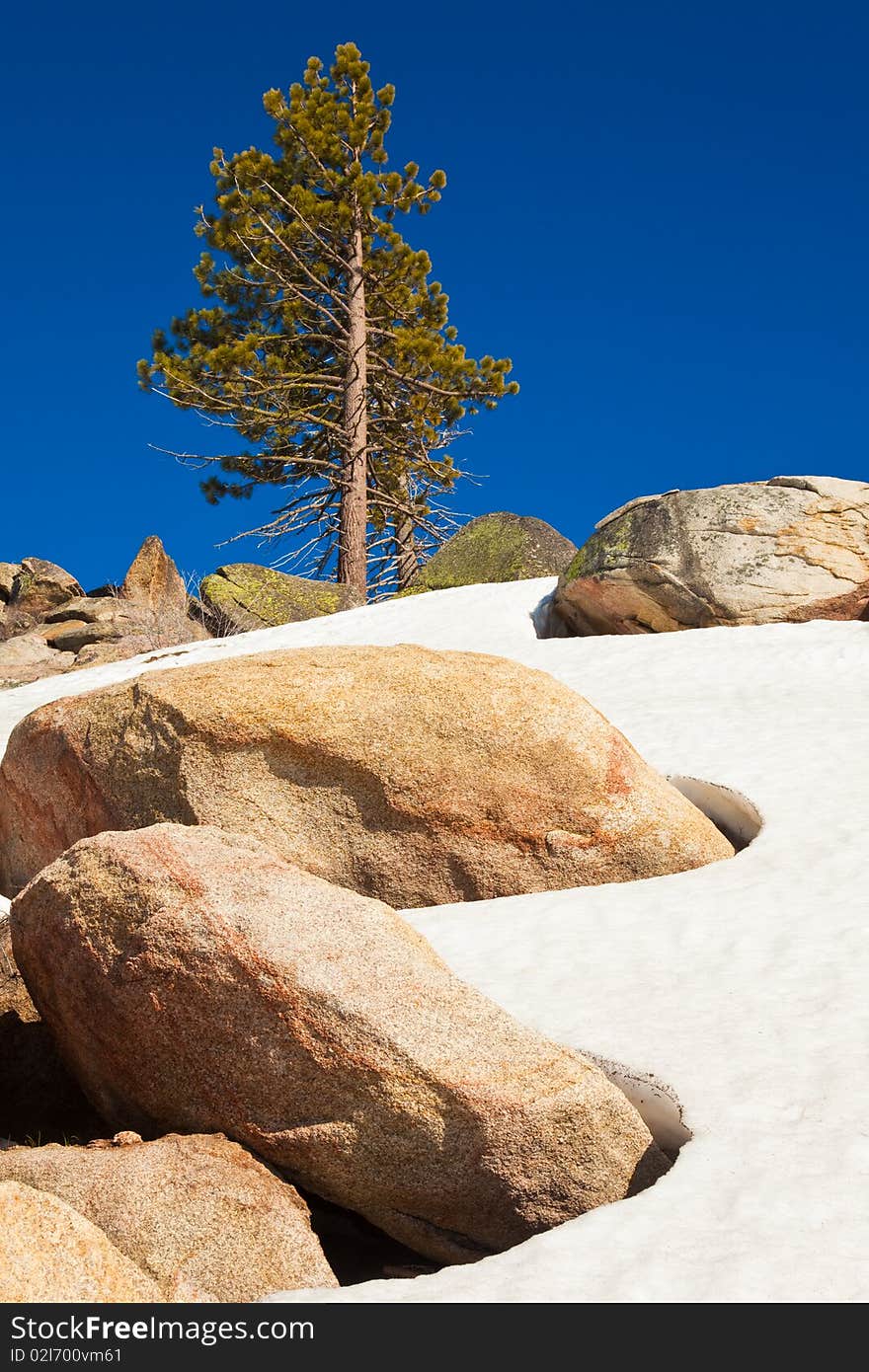 Tree at Smith Peak