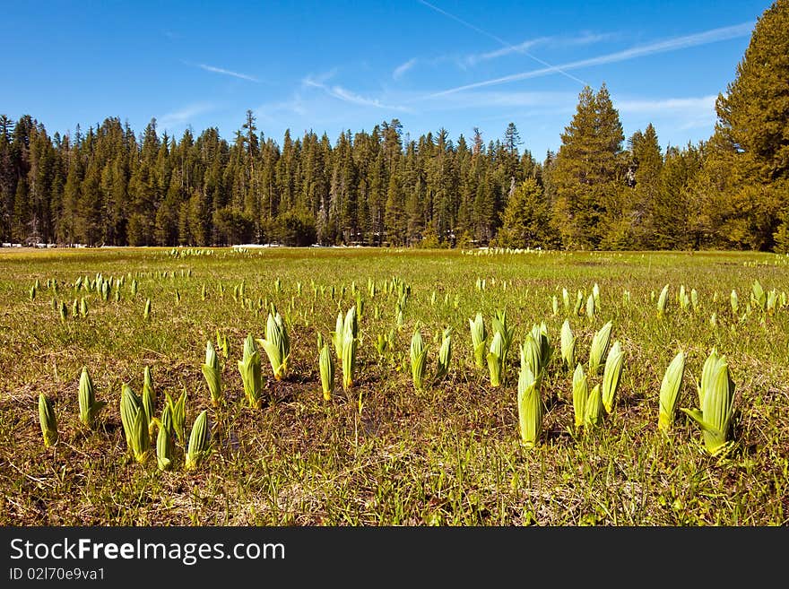 Spring at Smith Meadows in Yosemite National Park, California.