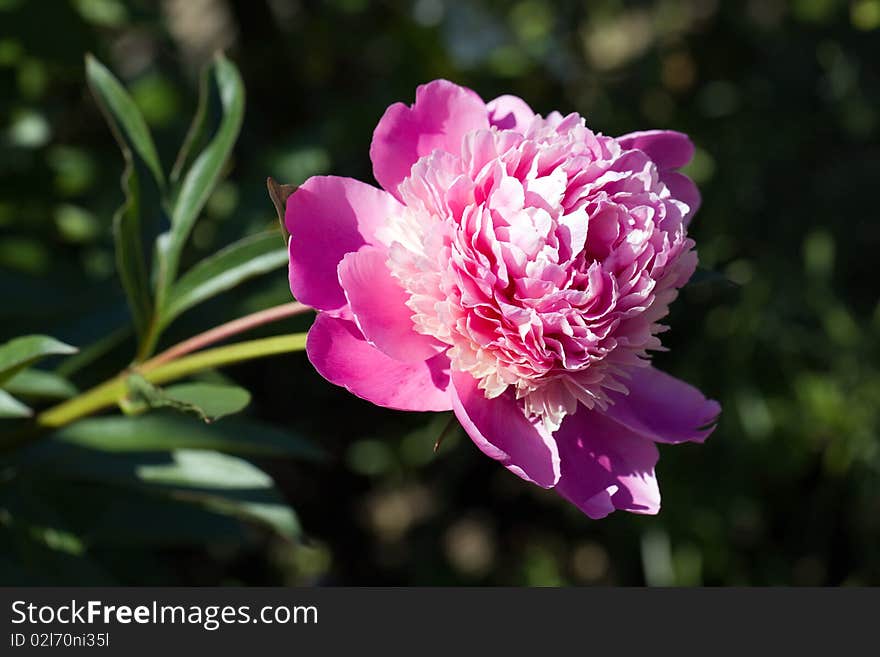 A Rose - Perennial Flower Shrub Vine Of Genus Rosa