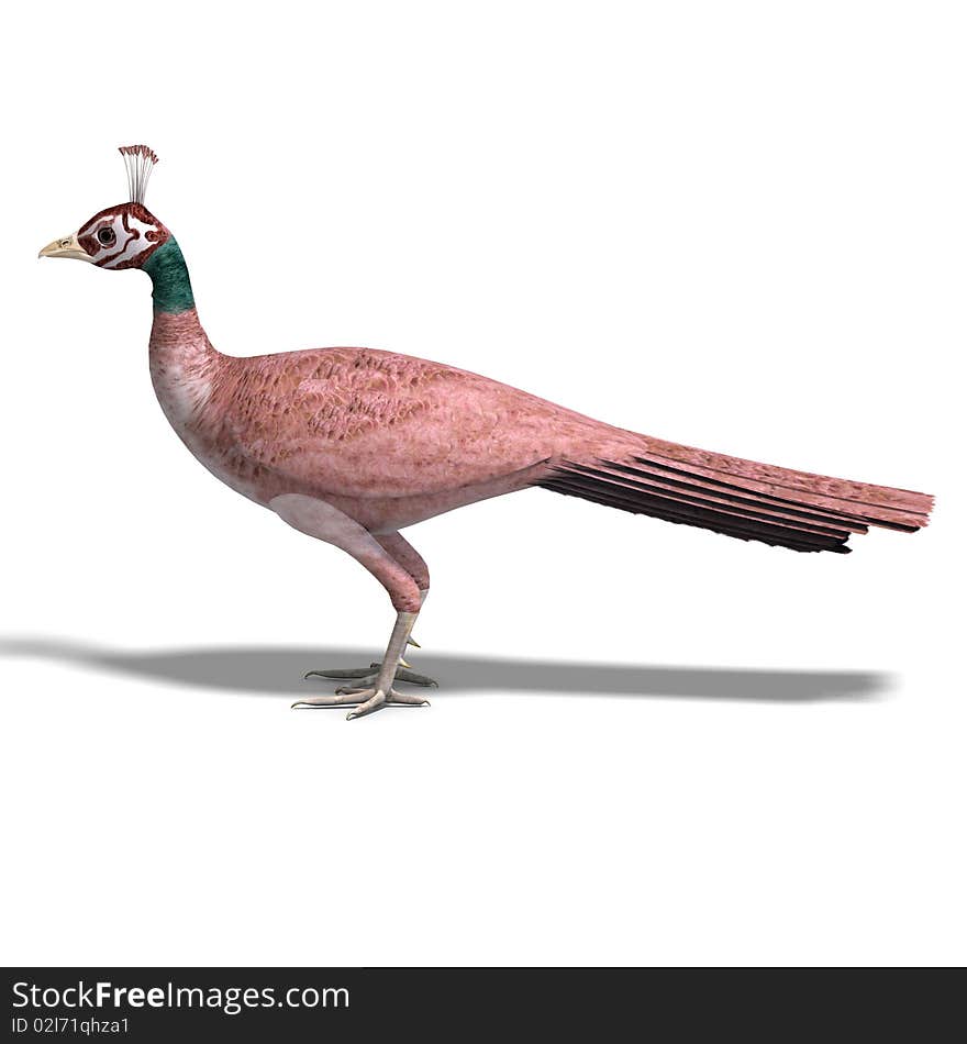 Beautiful female peahen or peacock. 3D rendering with clipping path and shadow over white