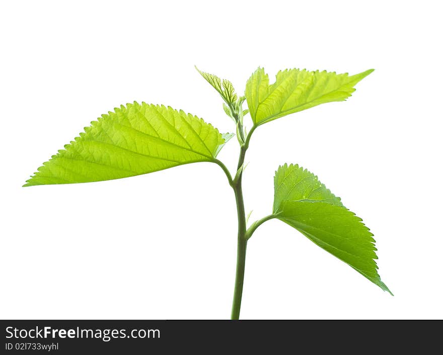 Fresh green leaves on white. Fresh green leaves on white