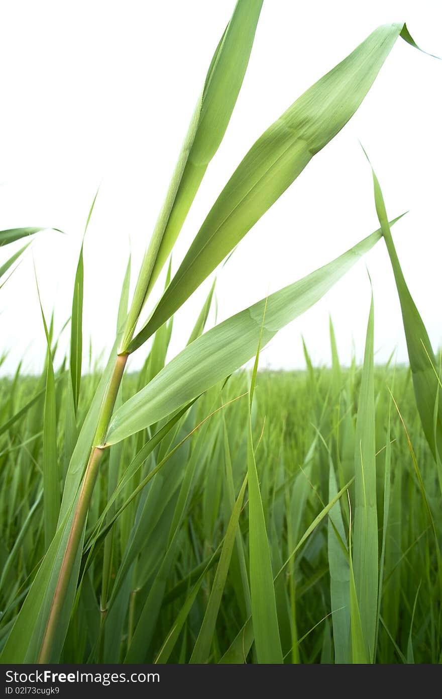 Reed in the marsh