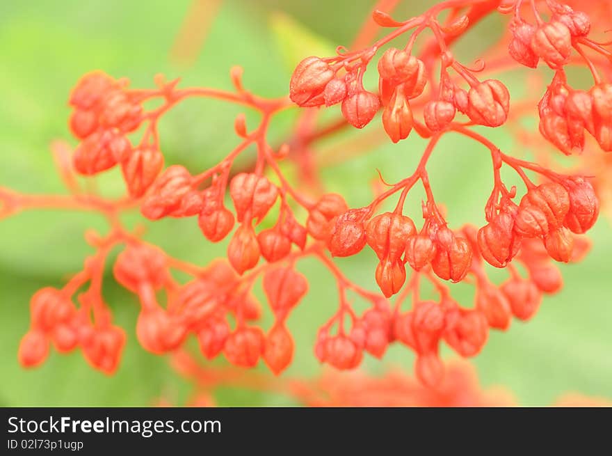 Red bleeding-heart flowers